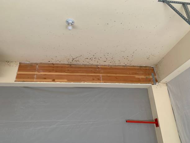  Selma, AL Mold Removal Pros