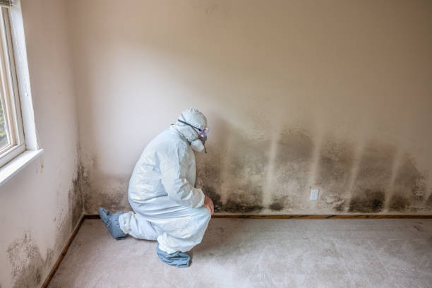 Biohazard Mold Removal in Selma, AL